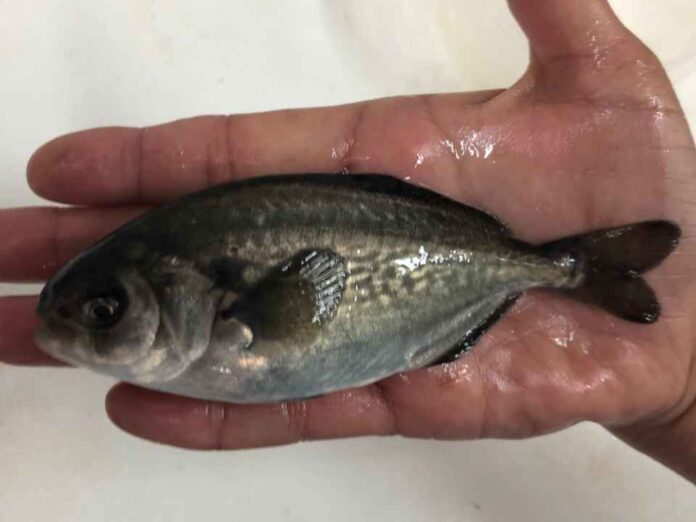 Laboratorio de Cultivo de Peces UCN realiza producción de Cojinoba del Norte en Sistema de Recirculación en Tierra