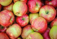Manzana Honeycrisp: ¿Por Qué Su Precio se Ha Disparado Casi un Triple en EE. UU. Desde Mediados de 2024? Manzana Honeycrisp: ¿Por Qué Su Precio se Ha Disparado Casi un Triple en EE. UU. Desde Mediados de 2024?