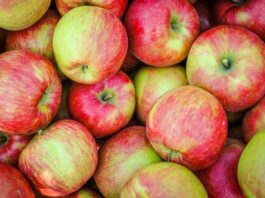 Manzana Honeycrisp: ¿Por Qué Su Precio se Ha Disparado Casi un Triple en EE. UU. Desde Mediados de 2024? Manzana Honeycrisp: ¿Por Qué Su Precio se Ha Disparado Casi un Triple en EE. UU. Desde Mediados de 2024?