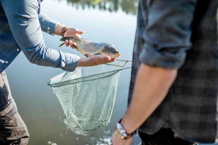 Nueva vida para el pescado chileno fresco