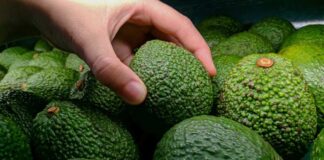Países que lideran las exportaciones de aguacate fresco a Estados Unidos en 2024