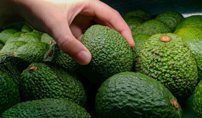 Países que lideran las exportaciones de aguacate fresco a Estados Unidos en 2024 Países que lideran las exportaciones de aguacate fresco a Estados Unidos en 2024