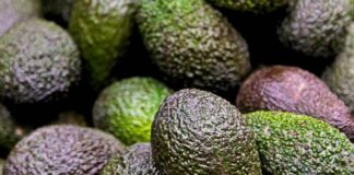 Palta chilena cierra temporada con su mayor producción en 15 años