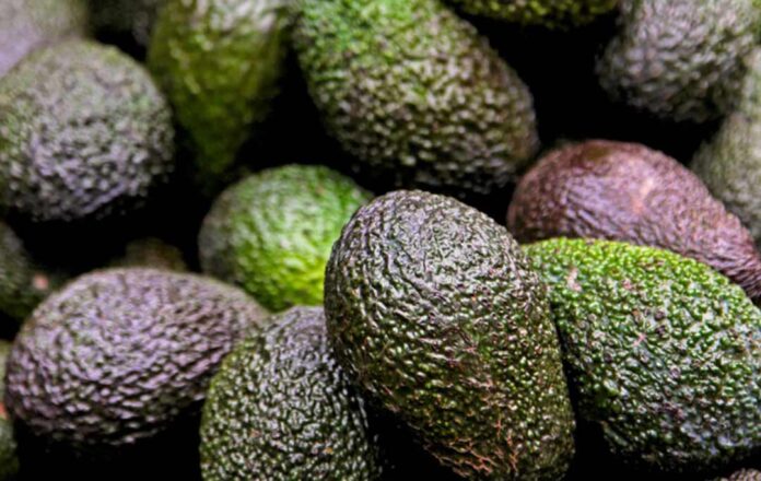 Palta chilena cierra temporada con su mayor producción en 15 años Palta chilena cierra temporada con su mayor producción en 15 años