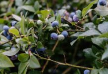 Perú cierra campaña récord de arándanos, analizando los desafíos y oportunidades