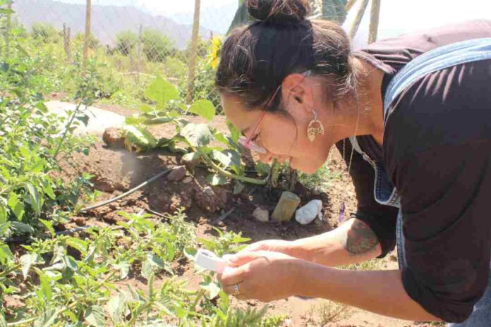 Polinizadores, enemigos naturales y bandas florales: claves para una agricultura sostenible