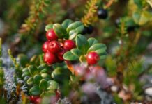 Potencial productivo y desafíos del cranberry en Chile