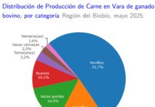 Producción de carne en vara de ganado bovino de la Región del Biobío presentó un incremento interanual de 2,1% en mayo de 2025