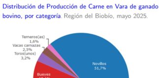 Producción de carne en vara de ganado bovino de la Región del Biobío presentó un incremento interanual de 2,1% en mayo de 2025