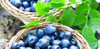 Productores de arándanos en Michigan adoptan estrategias intensivas ante el alza de costos