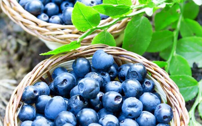 Productores de arándanos en Michigan adoptan estrategias intensivas ante el alza de costos