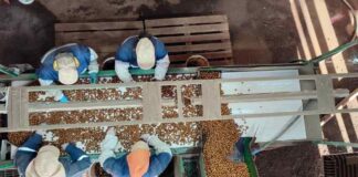 Récord de Producción de Avellano Europeo (1)