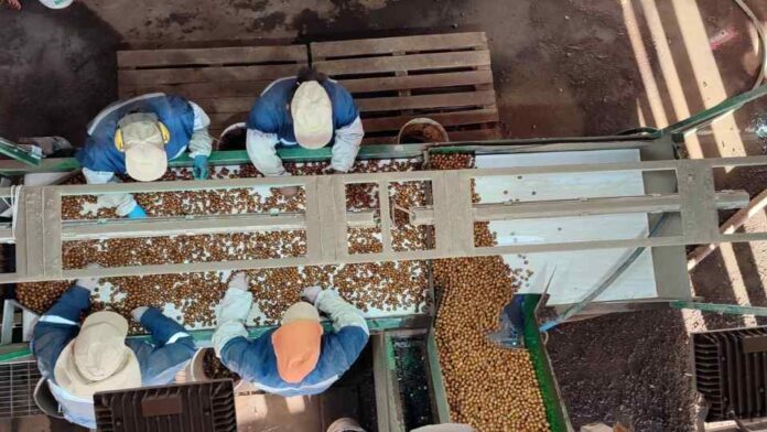 Récord de Producción de Avellano Europeo (1)