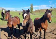 SAG Aysén informa que no se han detectado equinos positivos a Anemia Infecciosa Equina en la región SAG Aysén informa que no se han detectado equinos positivos a Anemia Infecciosa Equina en la región