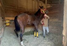 SAG Biobío se reunió con preparadores y dueños de equinos en el Club Hípico de Concepción SAG Biobío se reunió con preparadores y dueños de equinos en el Club Hípico de Concepción