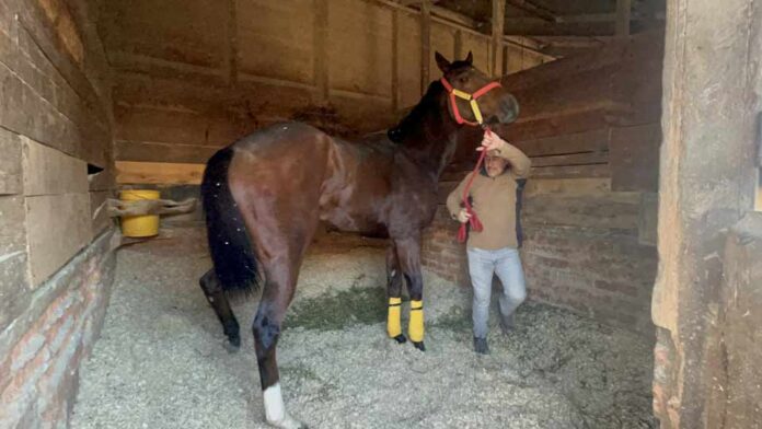 SAG Biobío se reunió con preparadores  y dueños de equinos en el Club Hípico de Concepción