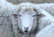 SAG Los Lagos impulsa trazabilidad ovina para fortalecer la sanidad animal y la gestión productiva del rubro