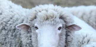 SAG Los Lagos impulsa trazabilidad ovina para fortalecer la sanidad animal y la gestión productiva del rubro