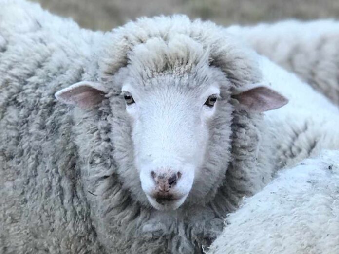 SAG Los Lagos impulsa trazabilidad ovina para fortalecer la sanidad animal y la gestión productiva del rubro