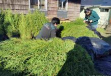 SAG Los Lagos retiene más de 7 mil plantas de Ciprés en Ancud por incumplimiento normativo y riesgo sanitario