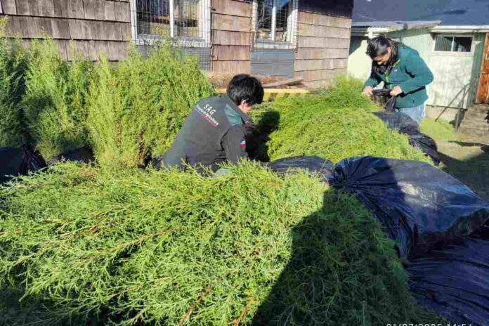 SAG Los Lagos retiene más de 7 mil plantas de Ciprés en Ancud por incumplimiento normativo y riesgo sanitario SAG Los Lagos retiene más de 7 mil plantas de Ciprés en Ancud por incumplimiento normativo y riesgo sanitario