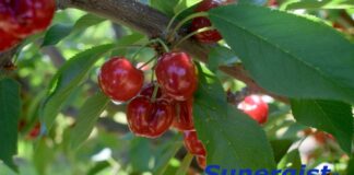 Sunergist® mejora el color de las cerezas y reduce el tiempo de cosecha. Suntton International Inc. es una empresa dedicada a la producción y distribución de productos químicos de alto valor y calidad, con presencia a nivel global. Su división agrícola está enfocada principalmente en el desarrollo de reguladores de crecimiento para cultivos de alto valor. Uno de sus productos exclusivos, Sunergist®, estará disponible próximamente en los mercados de Latinoamérica, Estados Unidos y Europa. Este producto ofrece una herramienta única para el mejoramiento del color y la calidad de las cerezas, mediante la promoción de proteínas anti-estrés y la regulación de diferentes metabolismos en los árboles de cereza. Sunergist®: llevando el color de sus cerezas al siguiente nivel Gabriel Torres, gerente Técnico de la División de Agricultura de Suntton Internacional, indica que: ¨En todos los estudios con Sunergist® en Chile y Estados Unidos, se ha observado un incremento significativo de la cantidad de fruta cosechada para exportación de 70% (práctica del agricultor) al 90% cuando Sunergist® es aplicado¨. Sunergist®: llevando el color de sus cerezas al siguiente nivel Estos resultados son posibles al obtener una coloración homogénea a lo largo de todo el campo. Adicionalmente, se ha observado una reducción en los pases de cosecha de tres pases (práctica del agricultor) a una sola cosecha por temporada, trayendo ahorros significativos a los agricultores. Sunergist®: llevando el color de sus cerezas al siguiente nivel Presencia de Sunergist® en eventos Si usted es productor, comercializador o está interesado en tecnologías de punta en la producción de cereza, acompañe a nuestro equipo técnico en el X Simposio Internacional de la Cereza en Richland, Washington, Estados Unidos, del 2 al 5 de junio, o en Santiago de Chile durante la Tercera Edición del CherryTech , el 17 de junio, para hablar de las bondades de Sunergist® en la producción de cereza.