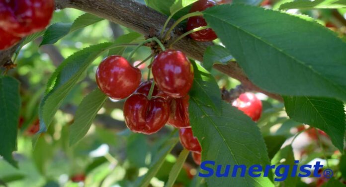 Sunergist® mejora el color de las cerezas y reduce el tiempo de cosecha. Suntton International Inc. es una empresa dedicada a la producción y distribución de productos químicos de alto valor y calidad, con presencia a nivel global. Su división agrícola está enfocada principalmente en el desarrollo de reguladores de crecimiento para cultivos de alto valor. Uno de sus productos exclusivos, Sunergist®, estará disponible próximamente en los mercados de Latinoamérica, Estados Unidos y Europa. Este producto ofrece una herramienta única para el mejoramiento del color y la calidad de las cerezas, mediante la promoción de proteínas anti-estrés y la regulación de diferentes metabolismos en los árboles de cereza. Sunergist®: llevando el color de sus cerezas al siguiente nivel Gabriel Torres, gerente Técnico de la División de Agricultura de Suntton Internacional, indica que: ¨En todos los estudios con Sunergist® en Chile y Estados Unidos, se ha observado un incremento significativo de la cantidad de fruta cosechada para exportación de 70% (práctica del agricultor) al 90% cuando Sunergist® es aplicado¨. Sunergist®: llevando el color de sus cerezas al siguiente nivel Estos resultados son posibles al obtener una coloración homogénea a lo largo de todo el campo. Adicionalmente, se ha observado una reducción en los pases de cosecha de tres pases (práctica del agricultor) a una sola cosecha por temporada, trayendo ahorros significativos a los agricultores. Sunergist®: llevando el color de sus cerezas al siguiente nivel Presencia de Sunergist® en eventos Si usted es productor, comercializador o está interesado en tecnologías de punta en la producción de cereza, acompañe a nuestro equipo técnico en el X Simposio Internacional de la Cereza en Richland, Washington, Estados Unidos, del 2 al 5 de junio, o en Santiago de Chile durante la Tercera Edición del CherryTech , el 17 de junio, para hablar de las bondades de Sunergist® en la producción de cereza. Sunergist® mejora el color de las cerezas y reduce el tiempo de cosecha. Suntton International Inc. es una empresa dedicada a la producción y distribución de productos químicos de alto valor y calidad, con presencia a nivel global. Su división agrícola está enfocada principalmente en el desarrollo de reguladores de crecimiento para cultivos de alto valor. Uno de sus productos exclusivos, Sunergist®, estará disponible próximamente en los mercados de Latinoamérica, Estados Unidos y Europa. Este producto ofrece una herramienta única para el mejoramiento del color y la calidad de las cerezas, mediante la promoción de proteínas anti-estrés y la regulación de diferentes metabolismos en los árboles de cereza. Sunergist®: llevando el color de sus cerezas al siguiente nivel Gabriel Torres, gerente Técnico de la División de Agricultura de Suntton Internacional, indica que: ¨En todos los estudios con Sunergist® en Chile y Estados Unidos, se ha observado un incremento significativo de la cantidad de fruta cosechada para exportación de 70% (práctica del agricultor) al 90% cuando Sunergist® es aplicado¨. Sunergist®: llevando el color de sus cerezas al siguiente nivel Estos resultados son posibles al obtener una coloración homogénea a lo largo de todo el campo. Adicionalmente, se ha observado una reducción en los pases de cosecha de tres pases (práctica del agricultor) a una sola cosecha por temporada, trayendo ahorros significativos a los agricultores. Sunergist®: llevando el color de sus cerezas al siguiente nivel Presencia de Sunergist® en eventos Si usted es productor, comercializador o está interesado en tecnologías de punta en la producción de cereza, acompañe a nuestro equipo técnico en el X Simposio Internacional de la Cereza en Richland, Washington, Estados Unidos, del 2 al 5 de junio, o en Santiago de Chile durante la Tercera Edición del CherryTech , el 17 de junio, para hablar de las bondades de Sunergist® en la producción de cereza.