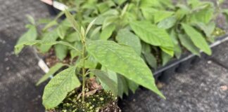 Tecnología de micropropagación in vitro de paltos es validada para Chile y Latinoamérica