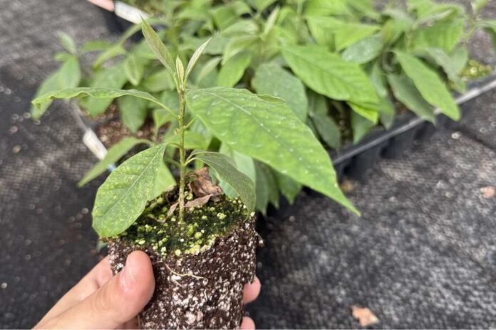 Tecnología de micropropagación in vitro de paltos es validada para Chile y Latinoamérica