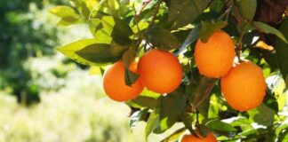 Top 10 mercados productores de naranjas temporada 2024 / 2025