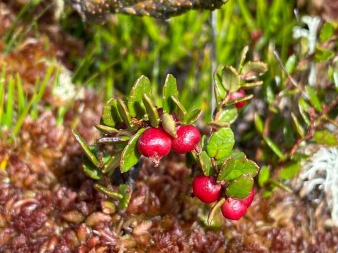 Turberas:  Un tesoro escondido en la Patagonia que podrás explorar en el Museo Regional de Aysén