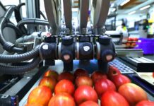 Una pequeña etiqueta, un gran cambio: por qué las etiquetas compostables son la clave hacia un envasado sostenible en frutas y hortalizas industria hortofrutícola, industria hortofrutícola, Sinclair