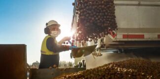 Chile proyecta convertirse en segundo productor mundial de avellano europeo