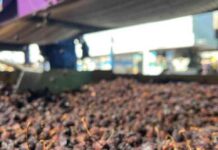 La cereza deshidratada busca abrirse camino en Chile: una alternativa para reducir pérdidas y diversificar el mercado