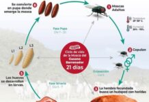 La plaga del gusano barrenador del ganado