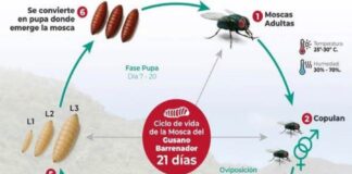 La plaga del gusano barrenador del ganado