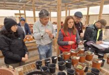 49 cactáceas fueron decomisadas en el Aeropuerto Internacional de Santiago