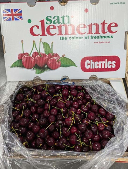 Agrícola San Clemente, cerezas de clase mundial, UK Cosecheros chilenos conquistan Inglaterra con cerezas de clase mundial