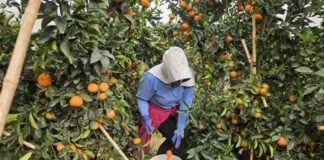 Agrícola San Clemente logra hito estratégico con operaciones en cuatro países