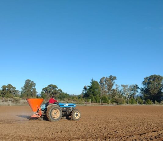 INIA y Curimapu sellan alianza para multiplicar semilla de alfalfa Kauke INIA y Curimapu sellan alianza para multiplicar semilla de alfalfa Kauke