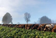 Alimentación en lecherías: ¿Remolacha forrajera o remolacha azucarera?