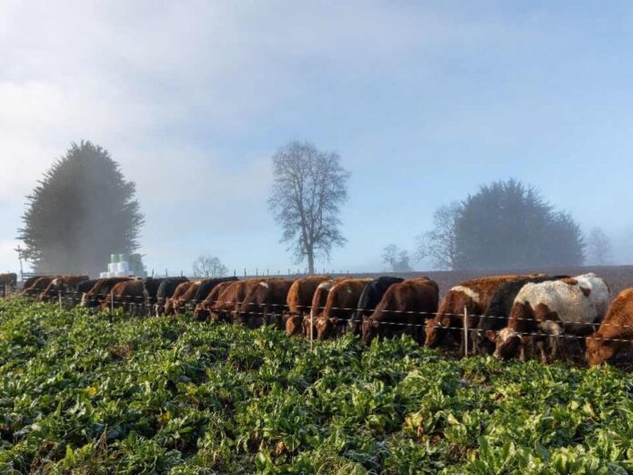 Alimentación en lecherías: ¿Remolacha forrajera o remolacha azucarera?