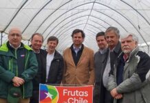 Arándanos: Se proyecta una temporada positiva pero con desafíos