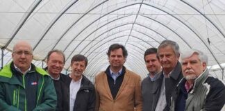 Arándanos: Se proyecta una temporada positiva pero con desafíos