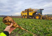 Beneo celebra sus 20 años en Chile con una de las mejores temporadas de achicoria industrial