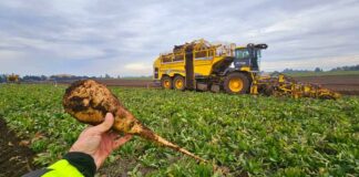 Beneo celebra sus 20 años en Chile con una de las mejores temporadas de achicoria industrial