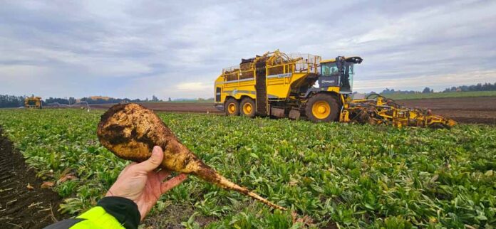 Beneo celebra sus 20 años en Chile con una de las mejores temporadas de achicoria industrial Beneo celebra sus 20 años en Chile con una de las mejores temporadas de achicoria industrial