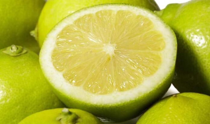 Benjamín Andes, la variedad chilena de limón que conquista mercados como Estados Unidos, Australia, España y Turqu Benjamín Andes, la variedad chilena de limón que conquista mercados como Estados Unidos, Australia, España y Turqu