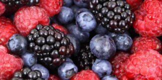 Berries chilenos y su potencial científico para enfrentar el cáncer colorrectal