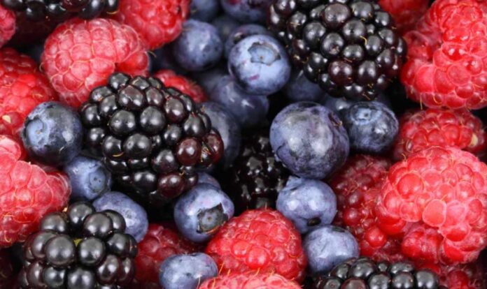 Berries chilenos y su potencial científico para enfrentar el cáncer colorrectal Berries chilenos y su potencial científico para enfrentar el cáncer colorrectal